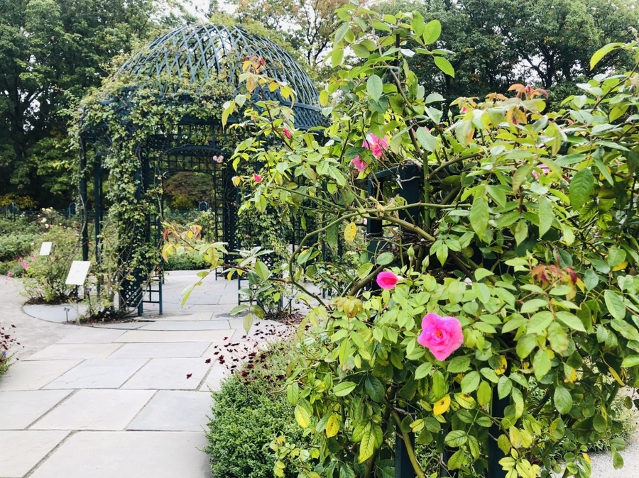 IMG_2251.jpg?type=w966