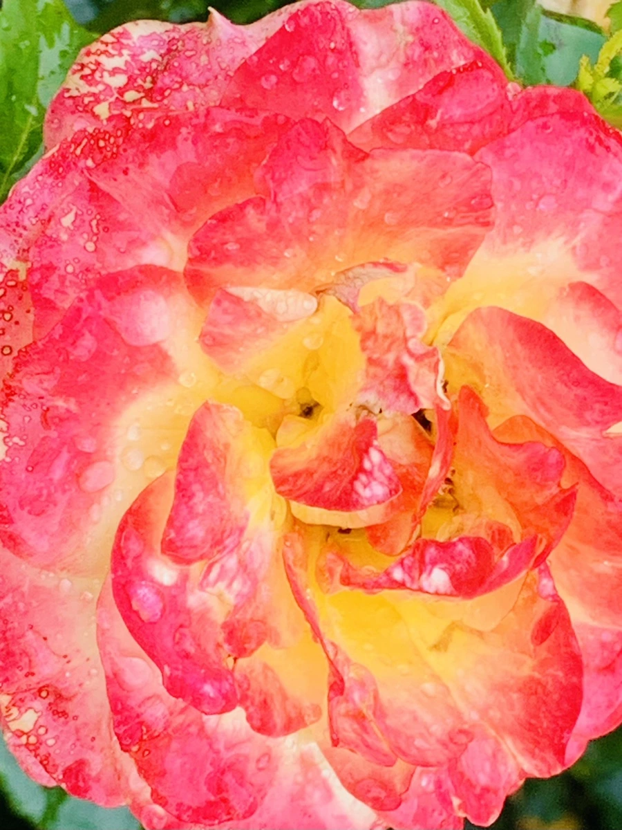 IMG_9575.jpg?type=w966