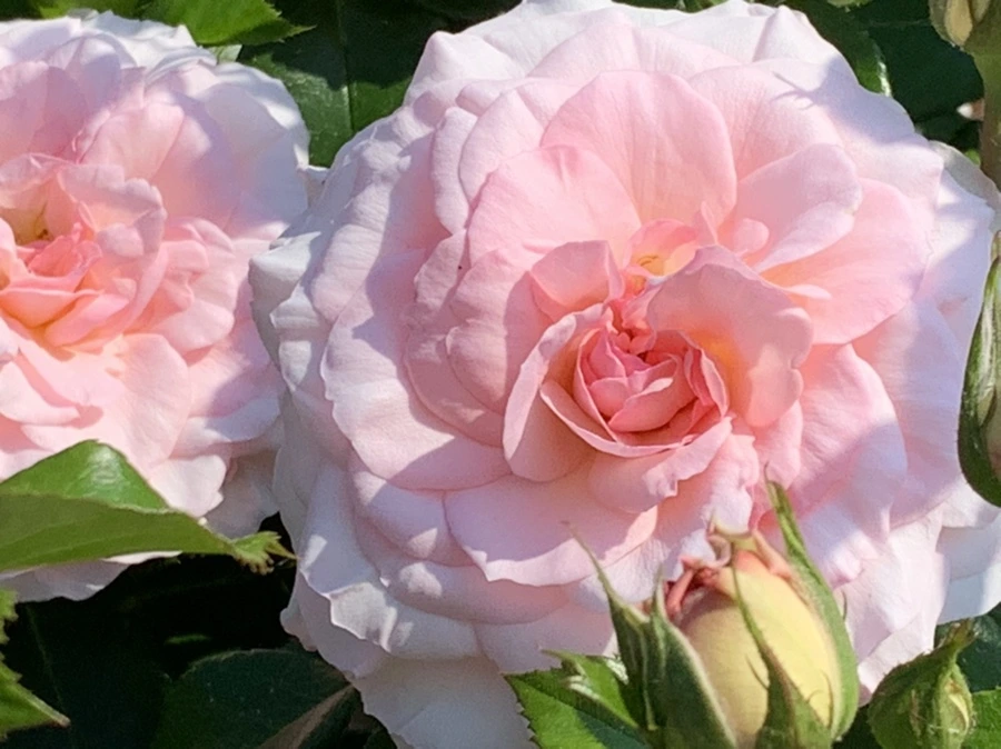 IMG_7547.jpg?type=w966