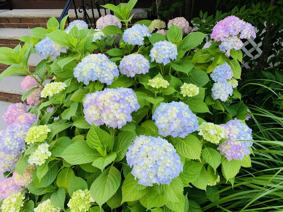 IMG_2987.jpg?type=w966