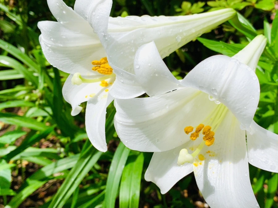 IMG_9605.jpg?type=w966