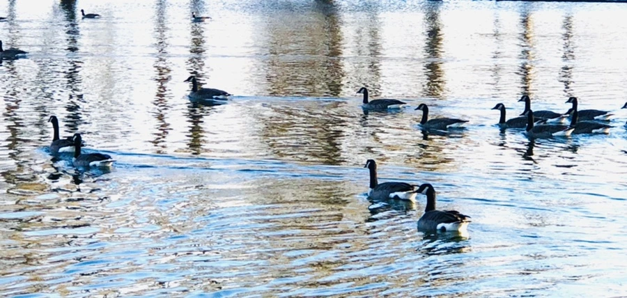 IMG_4285.jpg?type=w966