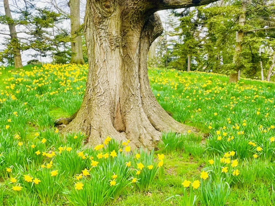 IMG_7462.jpg?type=w966