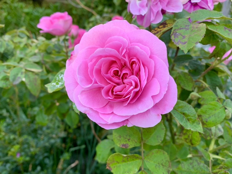 IMG_3565.jpg?type=w966