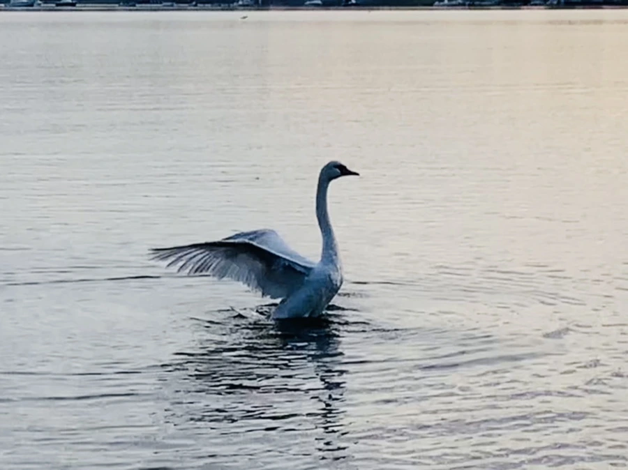 IMG_1417.jpg?type=w966