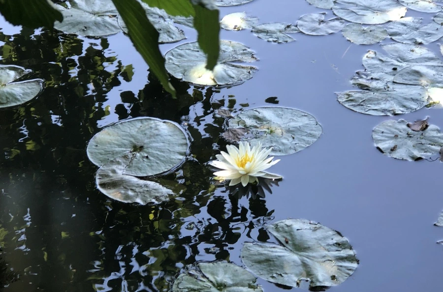 IMG_9741.jpg?type=w966