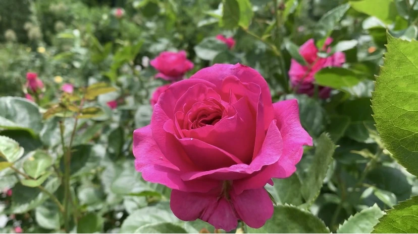 IMG_8674.jpg?type=w966