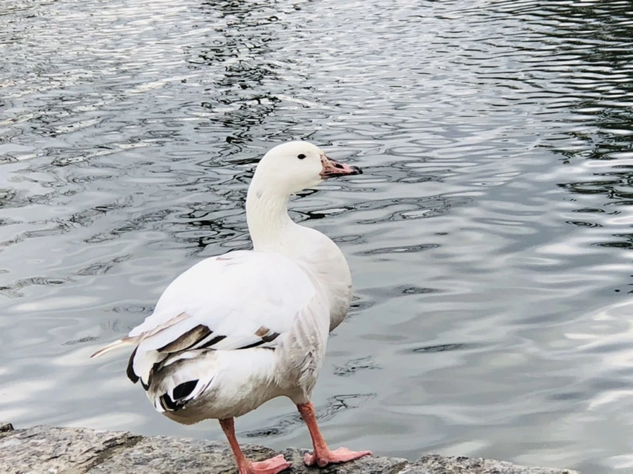 IMG_3940.jpg?type=w966