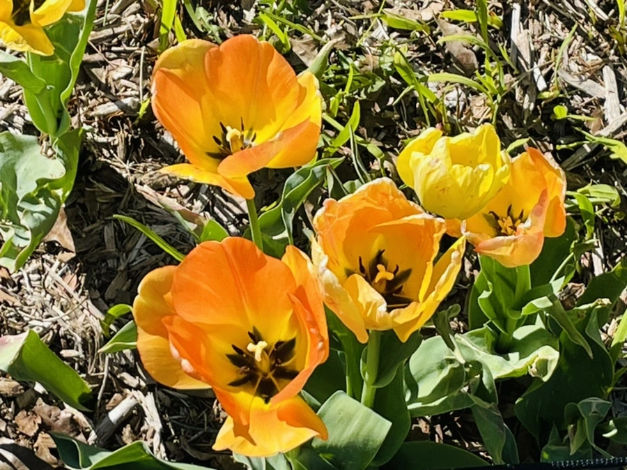 IMG_1571.jpg?type=w966