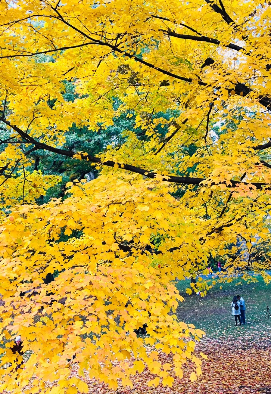 IMG_7341.jpg?type=w966