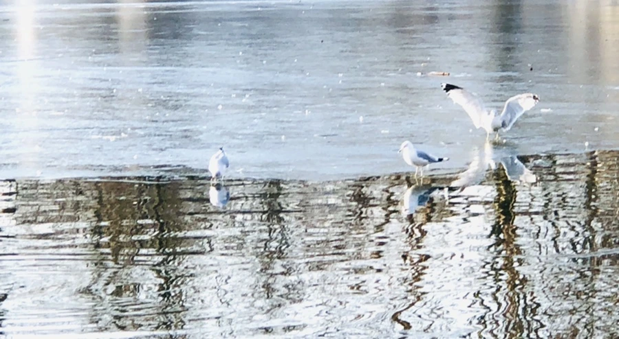 IMG_2678.jpg?type=w966