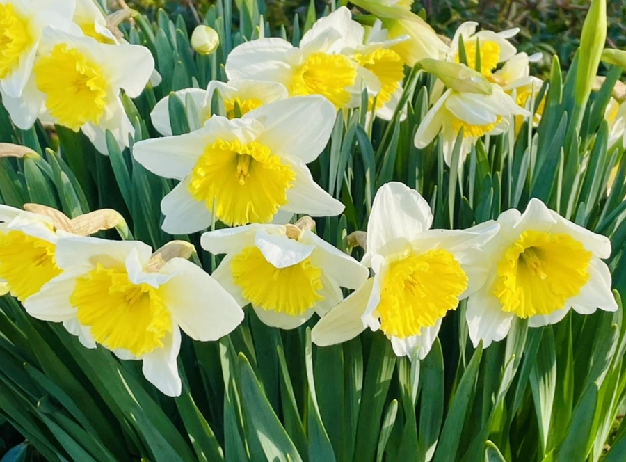 IMG_6164.jpg?type=w966