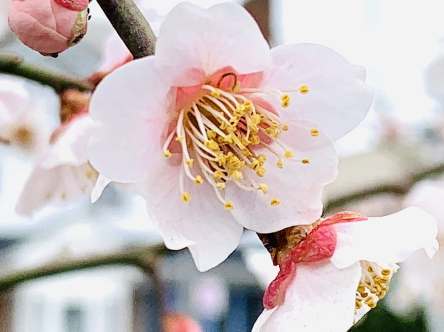 IMG_3620.jpg?type=w966