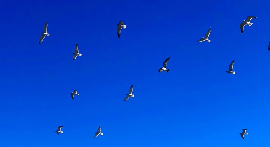 IMG_7876.jpg?type=w966