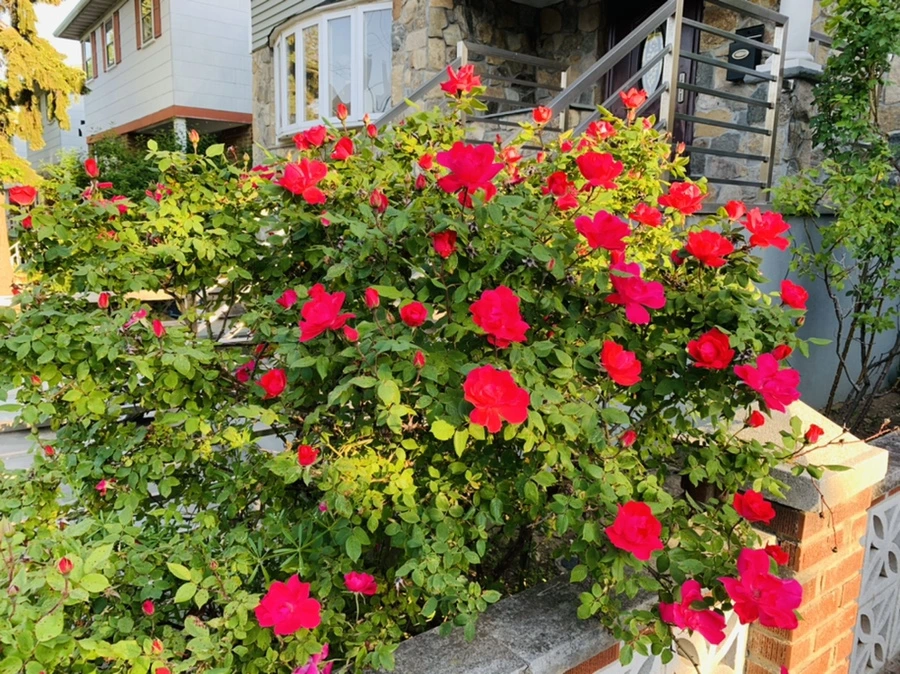 IMG_3271.jpg?type=w966