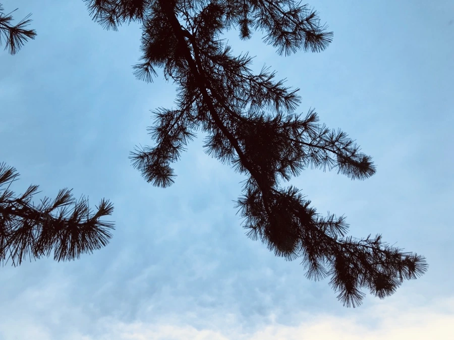 IMG_4284.jpg?type=w966