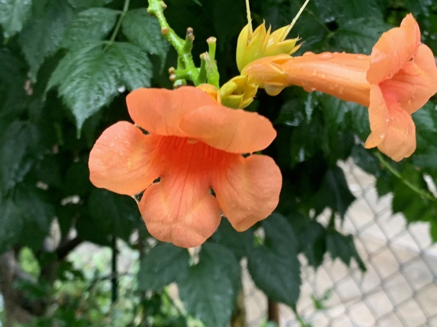 IMG_3833.jpg?type=w966