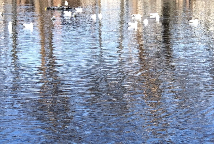 IMG_9744.jpg?type=w966