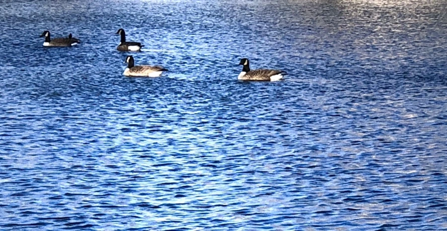 IMG_3879.jpg?type=w966