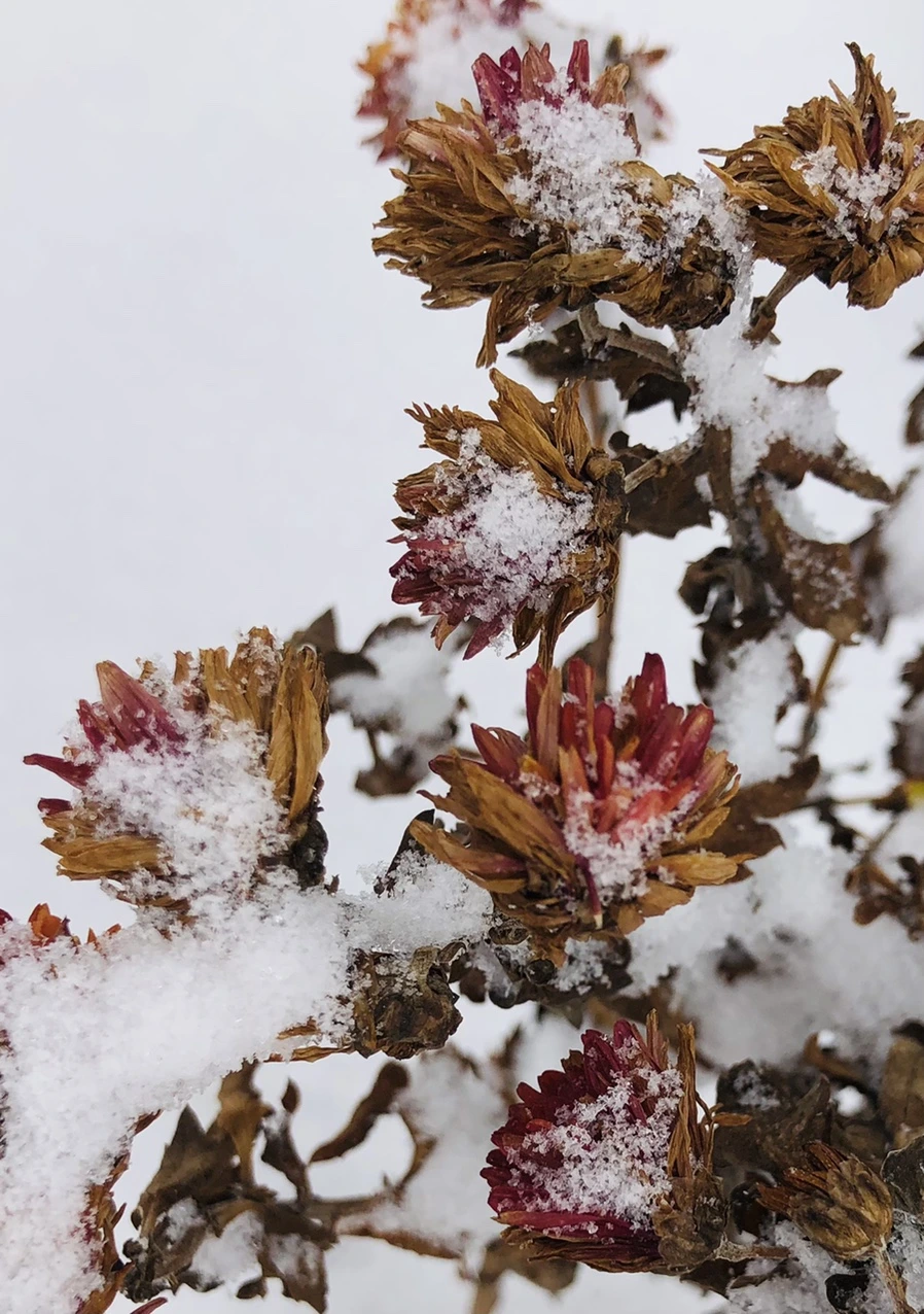 IMG_3313.jpg?type=w966