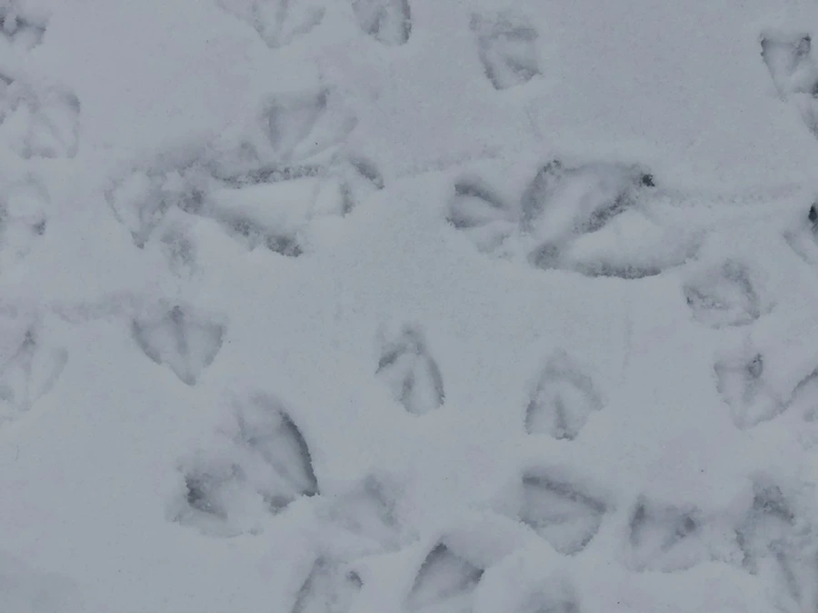 IMG_2551.jpg?type=w966