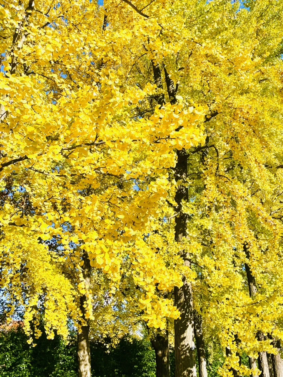 IMG_3030.jpg?type=w966