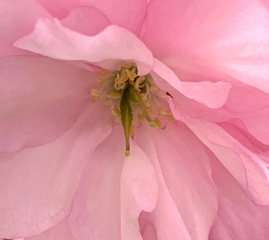 IMG_5498.jpg?type=w966