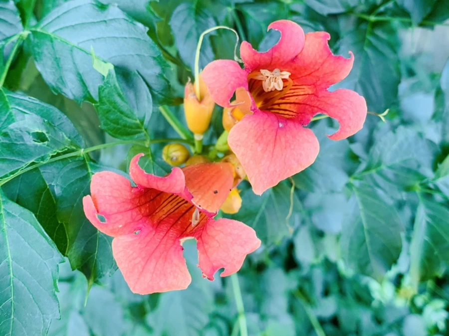 IMG_8267.jpg?type=w966