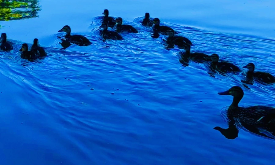 IMG_2728.jpg?type=w966