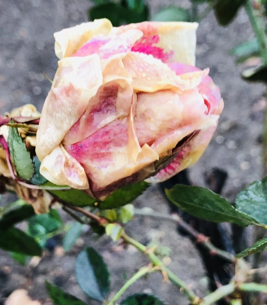 IMG_8089.jpg?type=w966