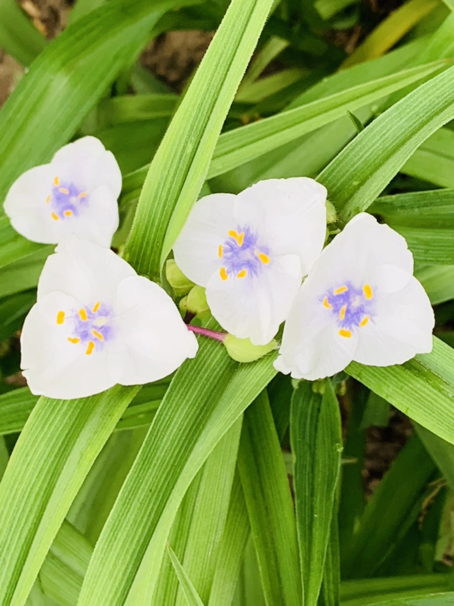 IMG_4799.jpg?type=w966