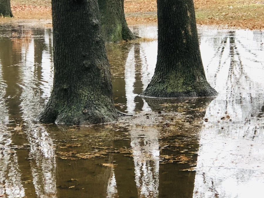 IMG_3377.jpg?type=w966