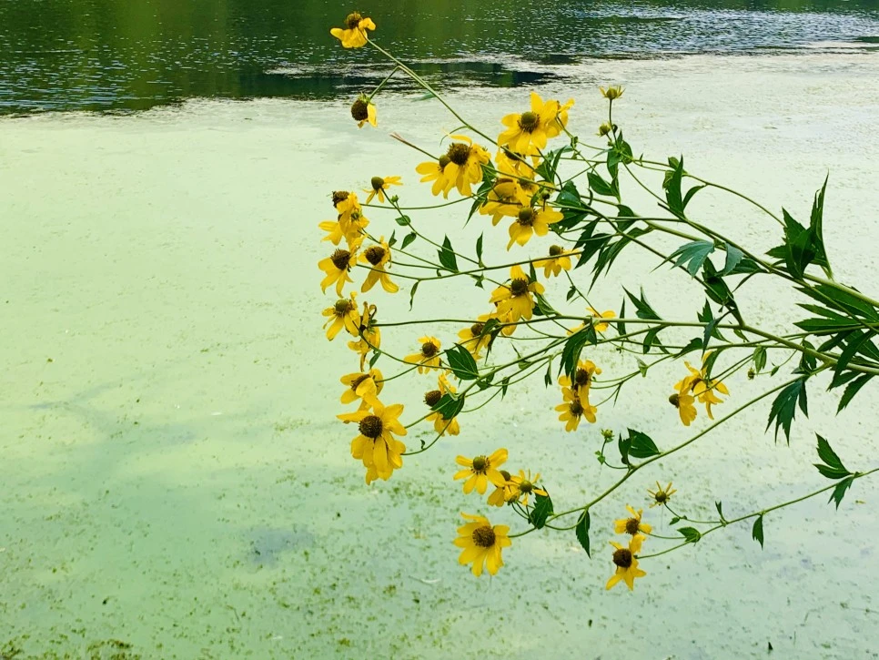 IMG_1308.jpg?type=w966