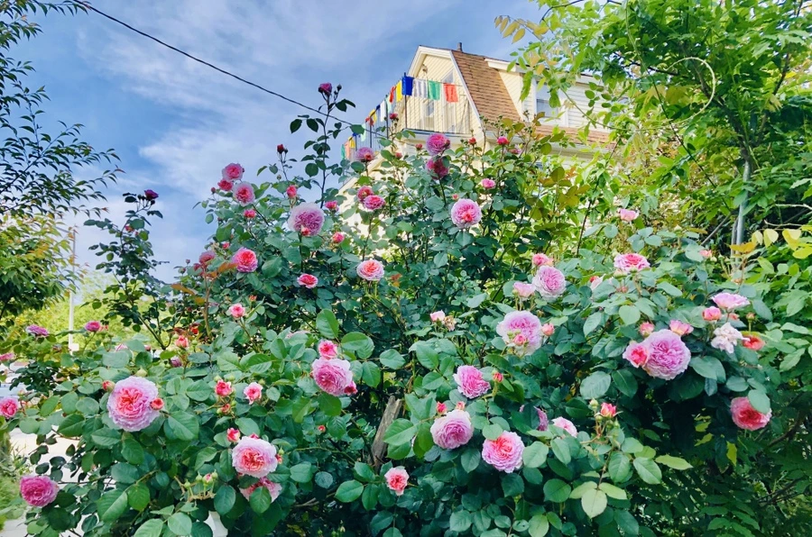 IMG_7617.jpg?type=w966