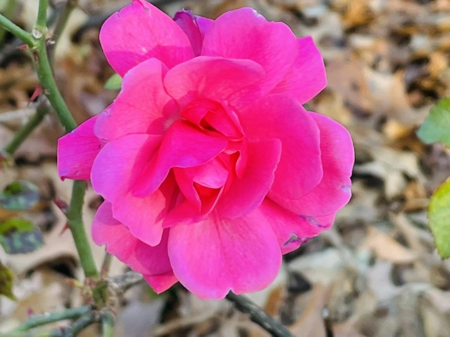 IMG_6003.jpg?type=w966