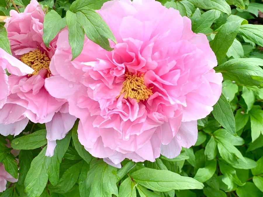 IMG_9624.jpg?type=w966