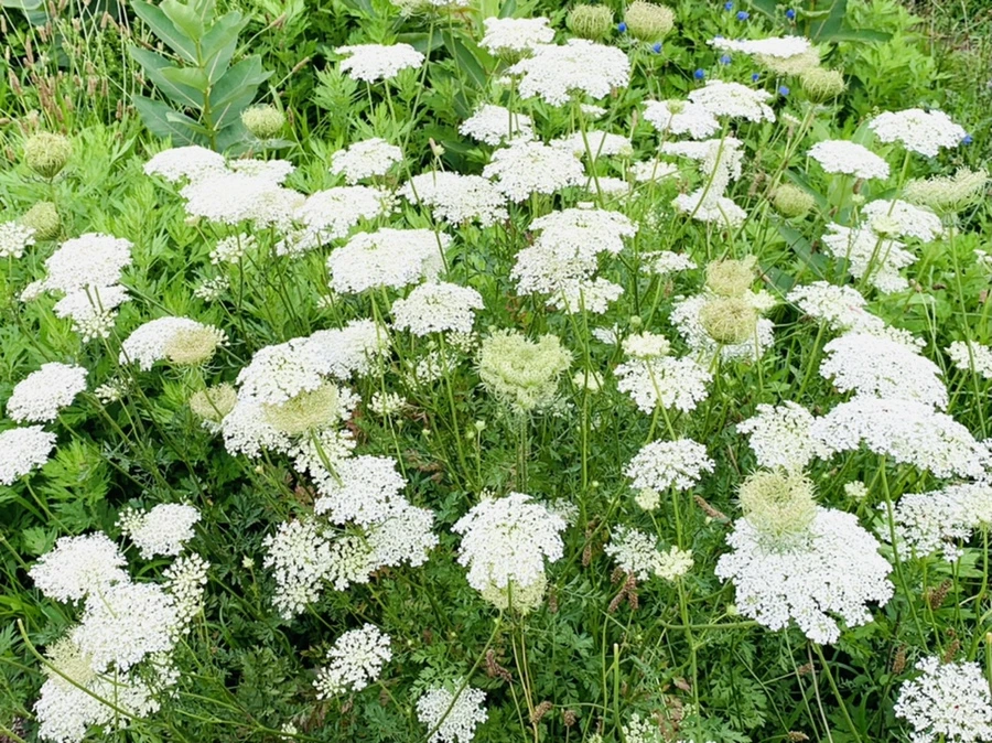 IMG_3772.jpg?type=w966