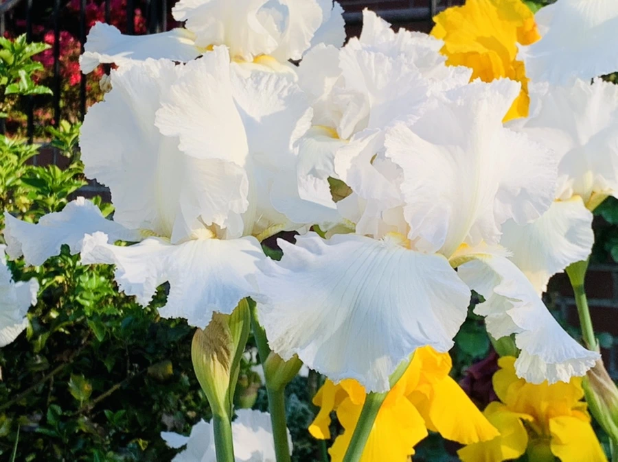 IMG_3329.jpg?type=w966