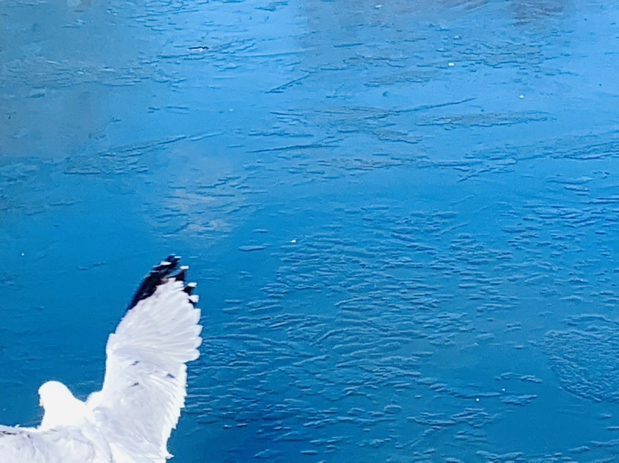 IMG_8331.jpg?type=w966