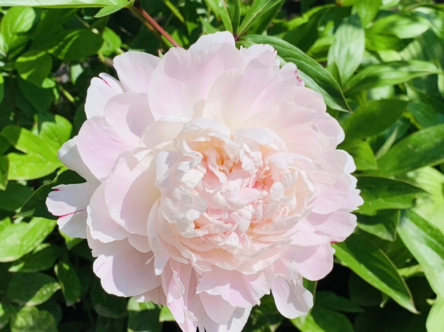 IMG_4715.jpg?type=w966