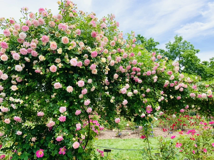 IMG_9662.jpg?type=w966