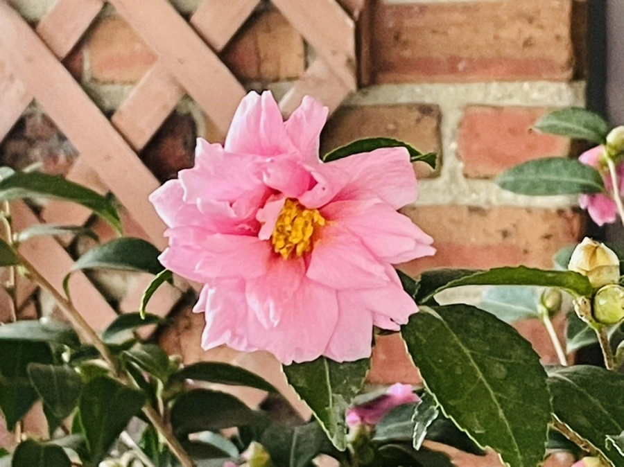 IMG_7380.jpg?type=w966