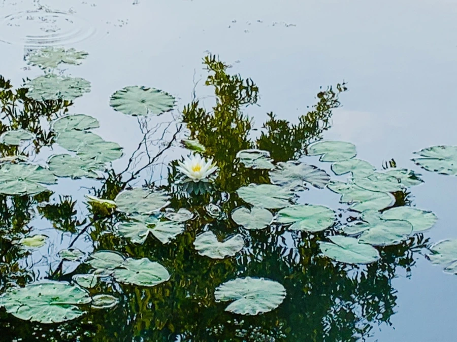 IMG_6300.jpg?type=w966