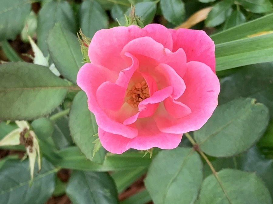 IMG_5959.jpg?type=w966