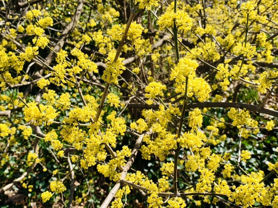 IMG_5750.jpg?type=w966