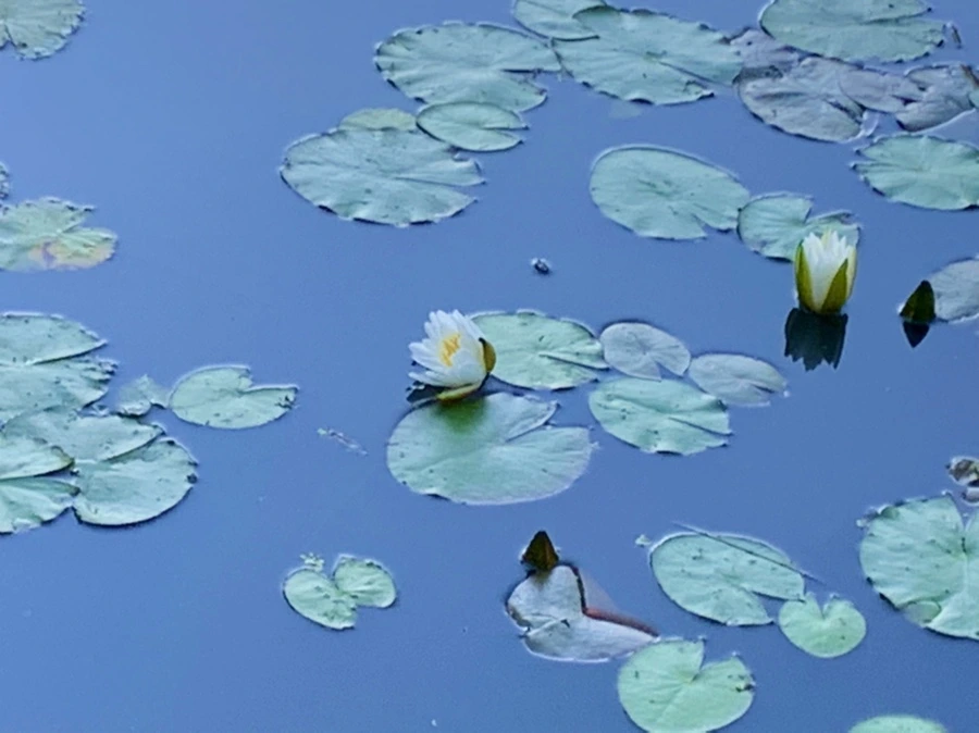 IMG_4317.jpg?type=w966