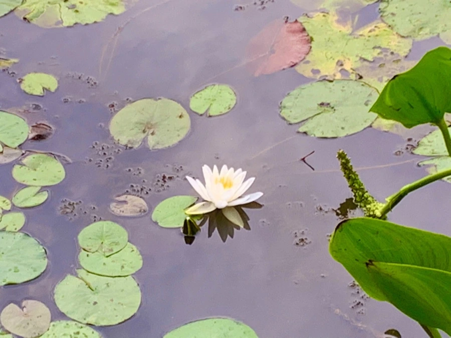 IMG_1852.jpg?type=w966