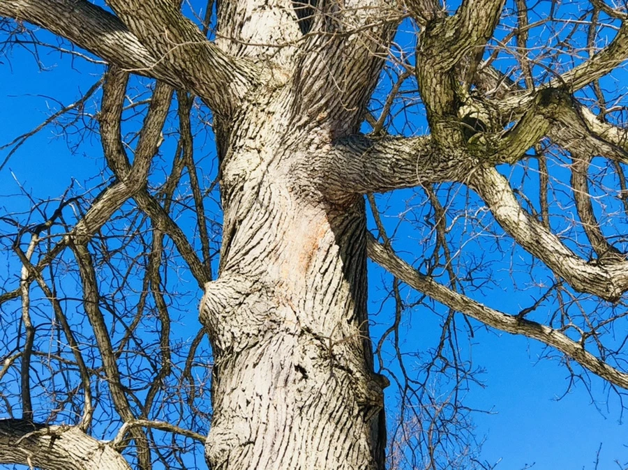 IMG_3974.jpg?type=w966