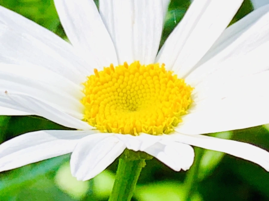 IMG_0609.jpg?type=w966