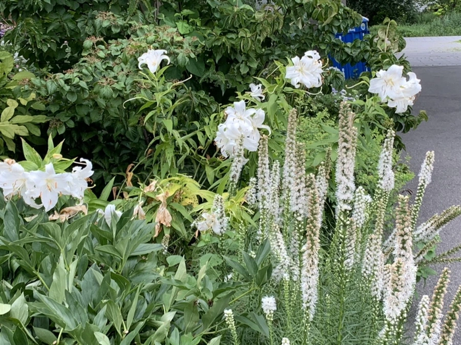 IMG_5086.jpg?type=w966